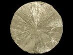 Pyrite Sun - Sparta, Illinois #69911-1
